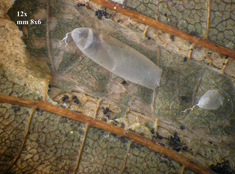 Phyllonorycter su ontano con parassitoidi